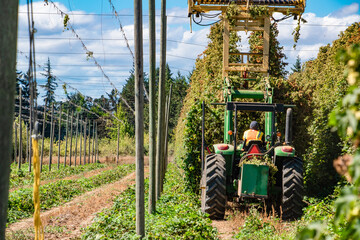 Tractor Harvesting Hops From Field