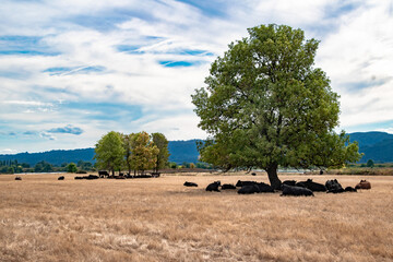 Resting Cattle Under a Tree on Sauvie Island near Portland, OR