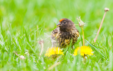 Red-fronted Serin (Serinus pusillus) is a bird that feeds on seeds, insects and flies.