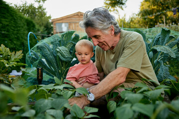 Grandfather with young grandson looking at vegetables growing in garden