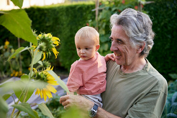 Grandfather carrying toddler looking at sunflowers together in garden