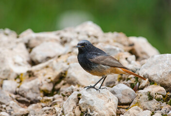 Obraz premium Black redstart (Phoenicurus ochruros) usually live in high altitude places in Turkey. However, it goes down to the sea in winter.