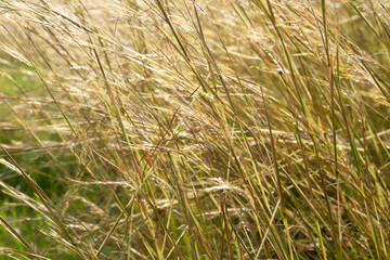 spikelets in sunlight poison close up