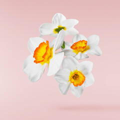 Beautiful narcissus flower isolated