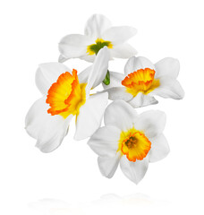 Fototapeta premium Beautiful narcissus flower isolated
