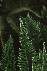 Samambaia, Dicranopteris linearis