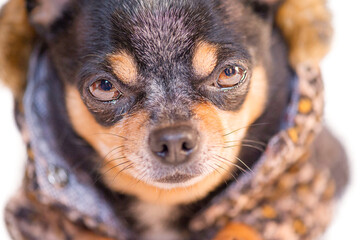 A close-up of a chihuahua dog. A tricolor chihuahua in a fur coat with a leopard print.