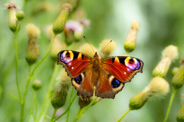 Aglais io, the European peacock, peacock butterfly spreading its wings