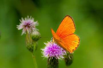 The scarce copper (Lycaena virgaureae) - orange butterfly