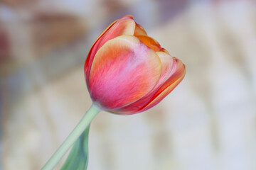 Tulip flower