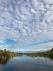 Forest trees against a blue sky with white clouds on a summer day. The concept of hiking and tourism. travel background.