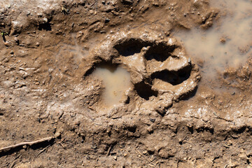 Dogs paw print in mud puddle after rain