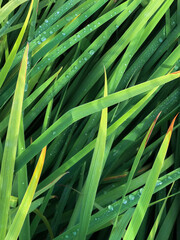 Green grass with dew drops. On a sunny day, water is visible on the stairs.