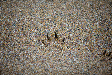 A footprint in the sand along Towan Beach in Newquay, UK.