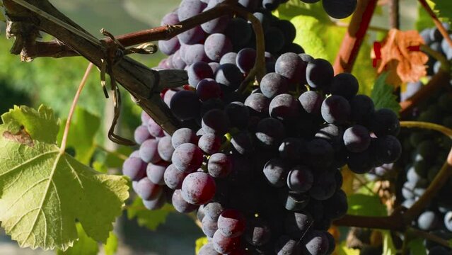 Barolo Vineyard in Langhe with Close-Up of Nebbiolo Grape Cluster