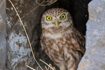 Little Owl (Athene noctua) is a carnivorous bird and generally feeds on mice, birds and reptiles.