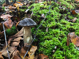 Mushroom in the forest, in the grass. Natural background. Healthy vegetarian food. Mushroom picking season. Delicious, natural food.