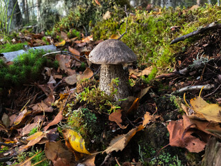 Mushroom in the forest, in the grass. Natural background. Healthy vegetarian food. Mushroom picking season. Delicious, natural food.
