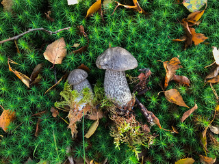 Mushroom in the forest, in the grass. Natural background. Healthy vegetarian food. Mushroom picking season. Delicious, natural food.