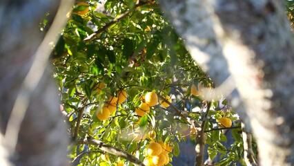 木の隙間から見える柚子の実と木