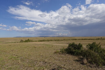 Kenya - Masai Mara - Savannah