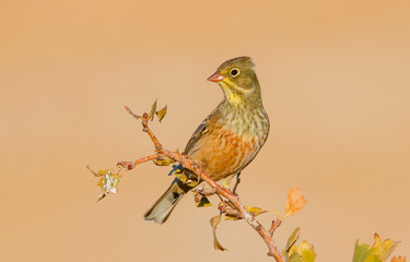 Ortolan Bunting (Emberiza hortulana) is lives on arid mountain slopes in the Southeast region of Turkey during the summer months. It feeds on ants and plant seeds.
