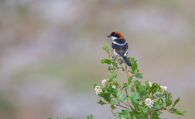 Woodchat Shrike (Lanius senator) is a carnivorous bird that feeds on small birds, lizards and field mice. It is also a songbird.