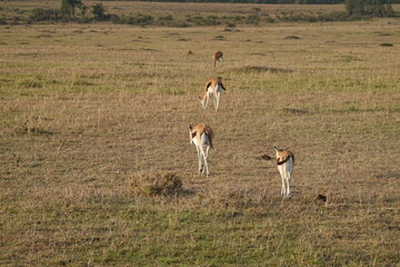 Naklejka na ściany i meble Kenya - Masai Mara - Gazelle