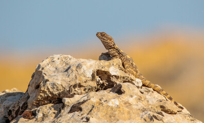 Stellagama (Stellagama stellio ), the Balkans, a lizard living in Turkey and the Middle East.It It is a species common in the southeastern region of Turkey.