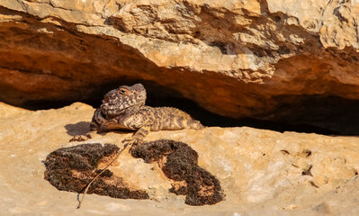 Stellagama (Stellagama stellio ), the Balkans, a lizard living in Turkey and the Middle East.It It is a species common in the southeastern region of Turkey.