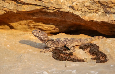 Stellagama (Stellagama stellio ), the Balkans, a lizard living in Turkey and the Middle East.It It is a species common in the southeastern region of Turkey.