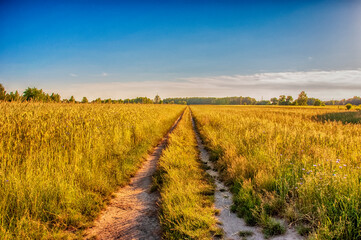Naklejka premium Road thru fields