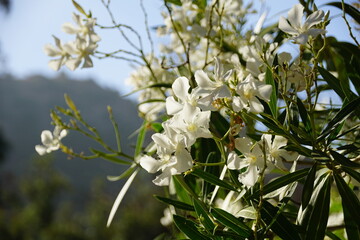 White Oleander