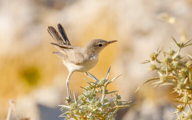Common Whitethroat (Sylvia communis) is one of the best singing birds in the world. it is a bird that feeds on insects and fruits.
