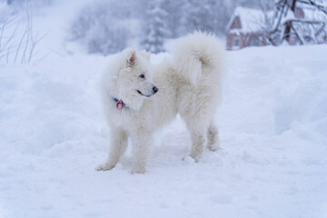 Samoyed is looking for people to spend the winter in the mountains in the snow