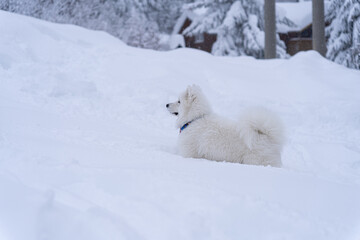 Obraz na płótnie Canvas Samoyed runs through the big snow in the winter in the mountains while it is snowing