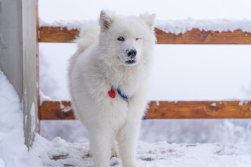 Samoyed winking face in the winter in the mountains on the terrace in the snow