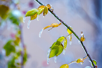 Icicles on icy branches and green leaves of trees. season of temperature changes and winter weather in autumn