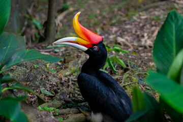 Portrait of a calao, a national Malaysian bird