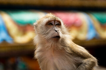 portrait of a macaque