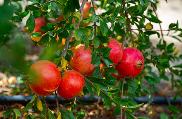 Pomegranates trees with pomegranates, organic natural fruits in a garden, harvest concept