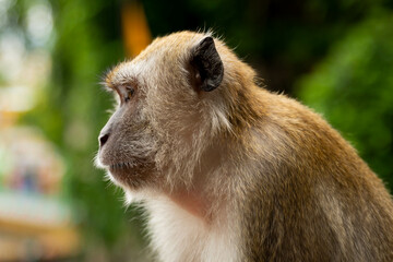 Portrait of a monkey
