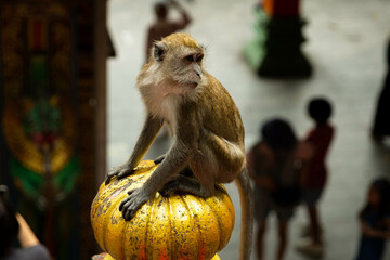 Portrait of a monkey in batu cave stair's