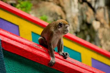 A monkey in batu caves stairs