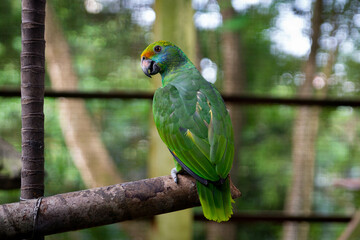 A parrot on his branch