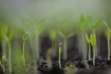 new sprout macro close-up