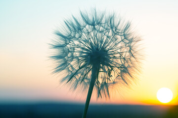 Dandelion silhouetted against the sunset sky. Nature and botany of flowers