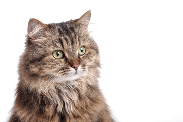 Norwegian Forest cat on a white background. Cute pet