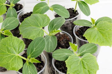 Seedling of vegetables. Spring planting of vegetables and flowers.