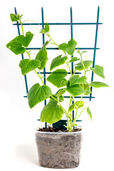 Seedling of vegetables. Spring planting of vegetables and flowers.